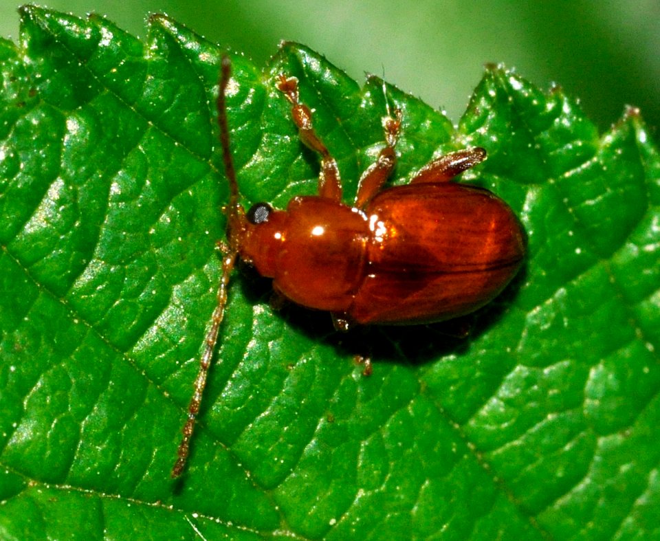 Neocrepidodera-ferruginea-04-fws