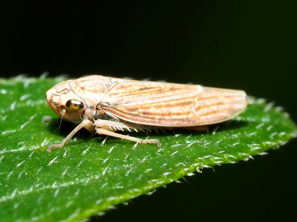Neokolla hieroglyphica 01