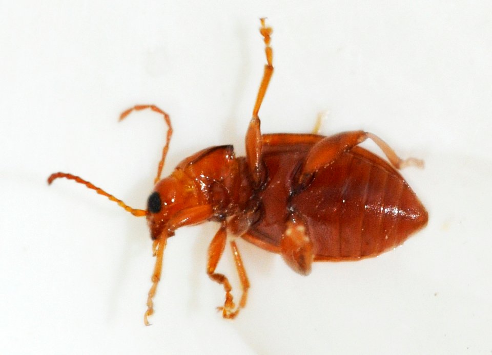 Neocrepidodera-transversa-06-fws