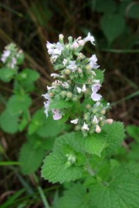 Nepeta cataria, 2021-07-04, Bethel Park, 01