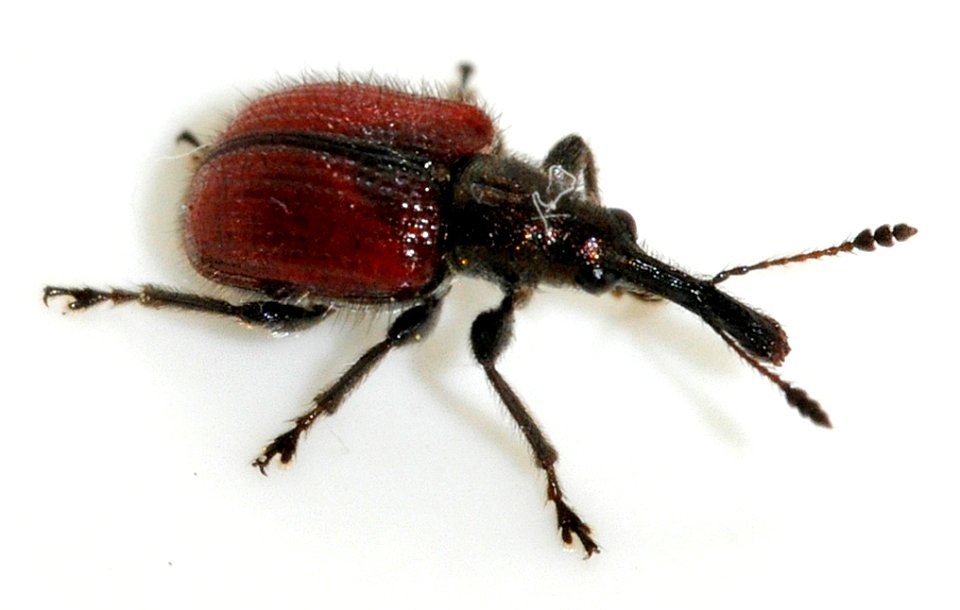 Neocoenorrhinus-aequatus-01-fws