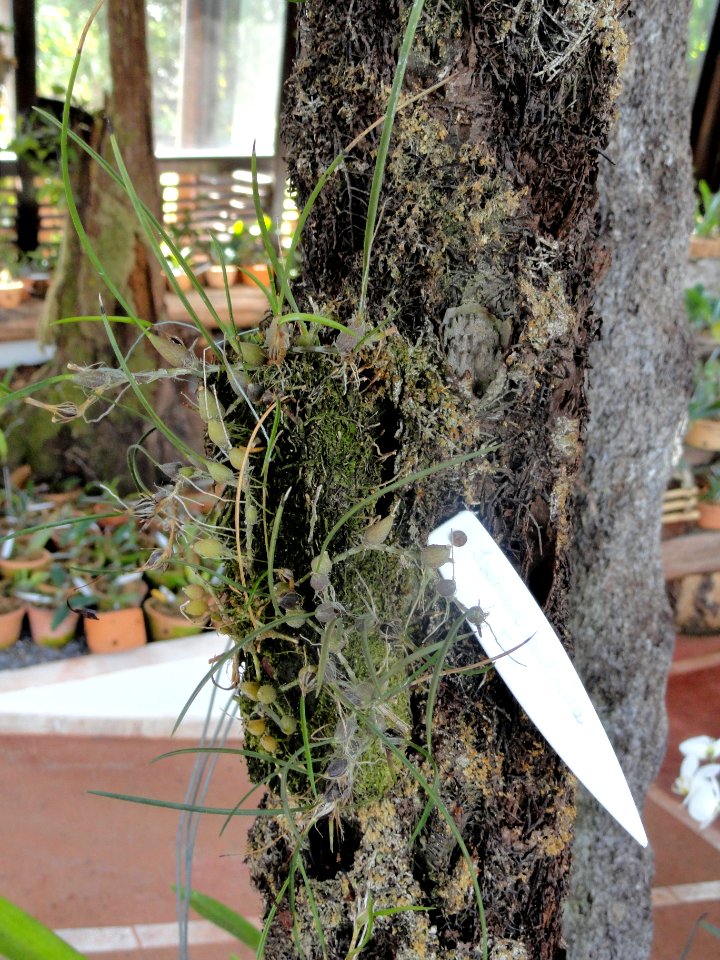 Neolauchea pulchella (Isabelia pulchella) - Orchid Nursery Margaret Mee - DSC09755