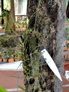 Neolauchea pulchella (Isabelia pulchella) - Orchid Nursery Margaret Mee - DSC09755