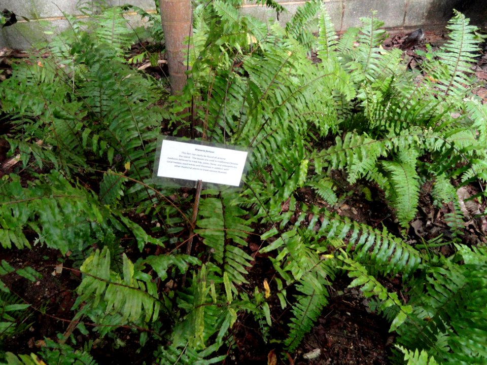 Nephrolepis sp. (misidentified as Drynaria) in Guam Zoological, Botanical and Marine Garden