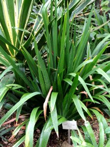 Neomarica longifolia - Palmengarten Frankfurt - DSC01698