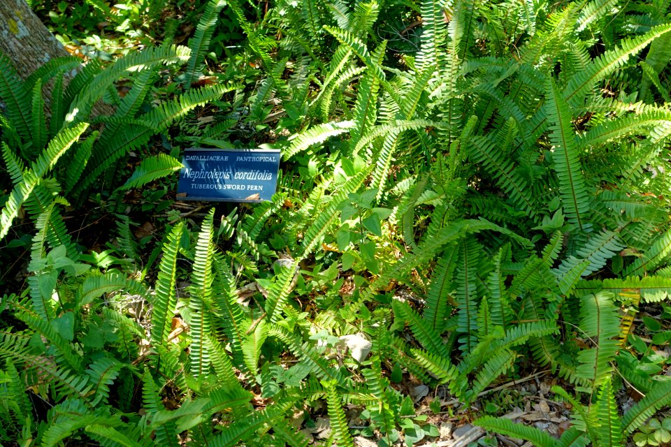 Nephrolepis cordifolia - Marie Selby Botanical Gardens - Sarasota, Florida - DSC01746
