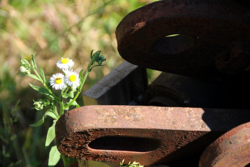 Metal flower rusted