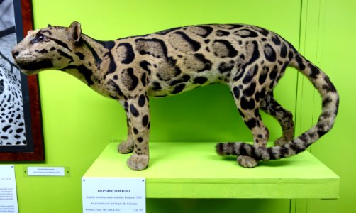 Neofelis nebulosa macrosceloides - Museo Civico di Storia Naturale Giacomo Doria - Genoa, Italy - DSC02745