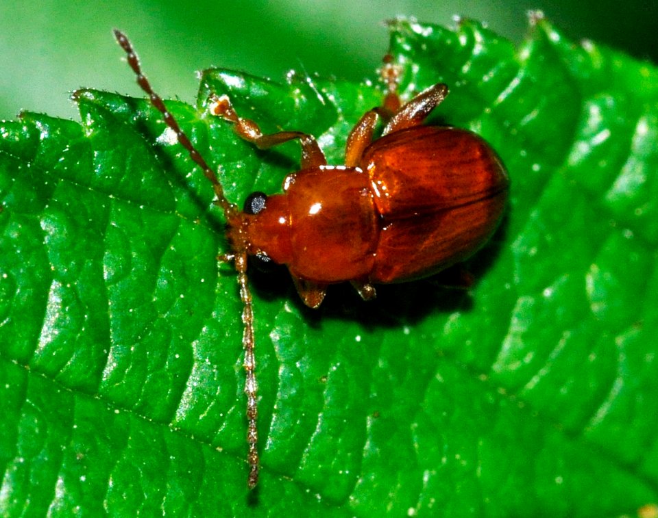 Neocrepidodera-ferruginea-02-fws