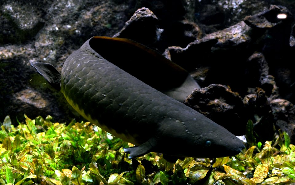 Neoceratodus forsteri Aquarium tropical du Palais de la Porte Dorée 10042016 2