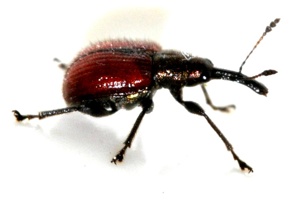 Neocoenorrhinus-aequatus-05-fws