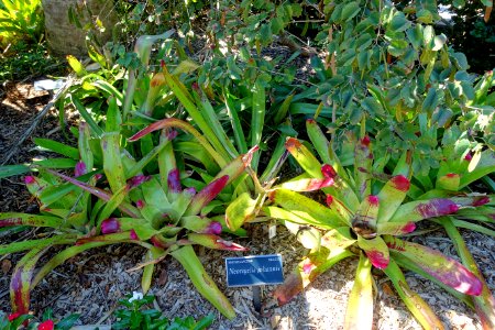 Neoregelia johannis - Marie Selby Botanical Gardens - Sarasota, Florida - DSC01724