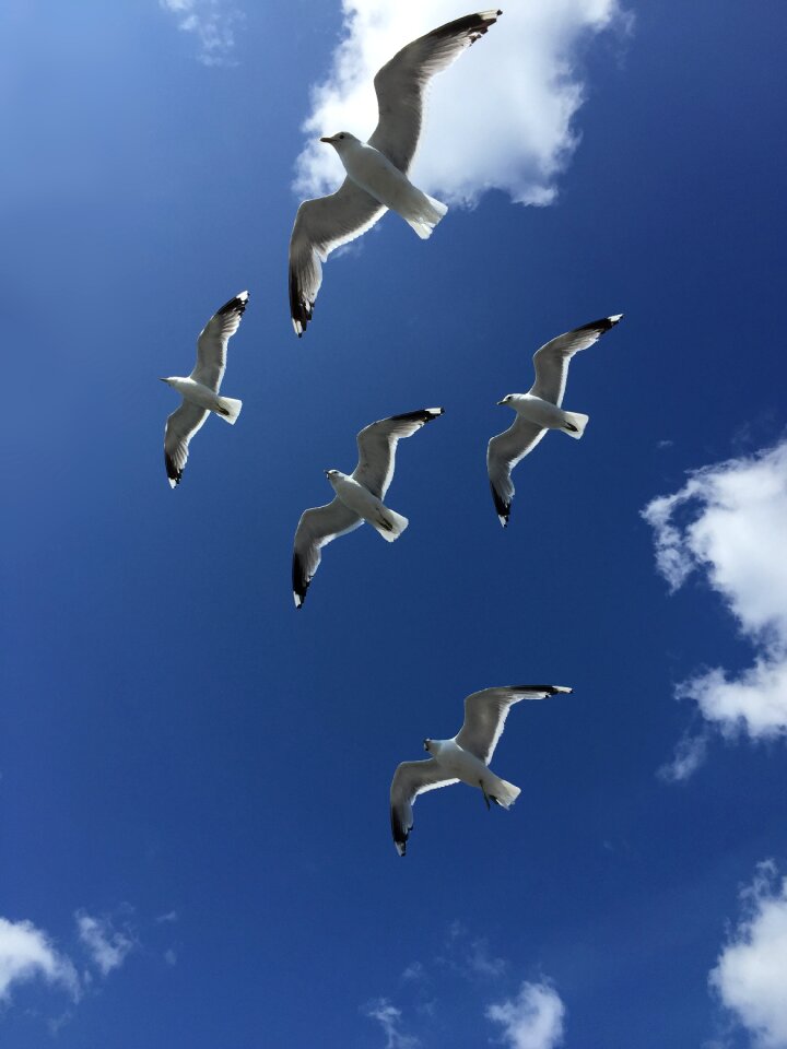 Finland birds blue sky