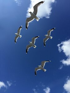 Finland birds blue sky