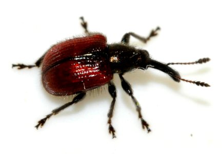 Neocoenorrhinus-aequatus-06-fws