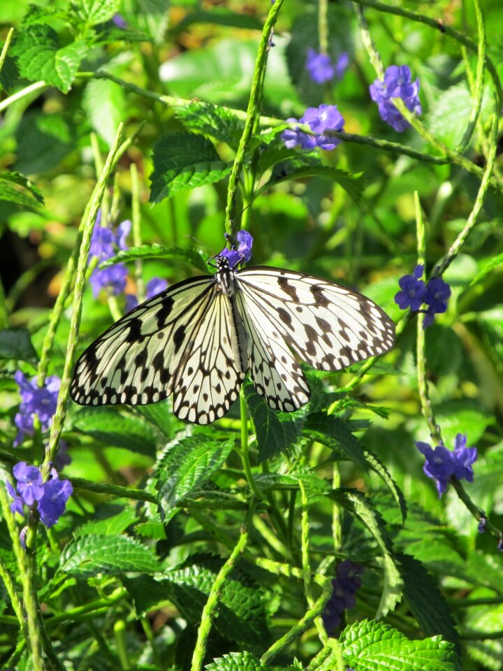 Insect nature wings