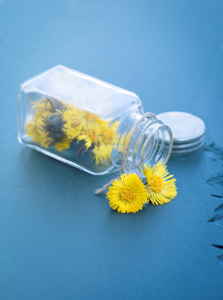 Flower yellow spring