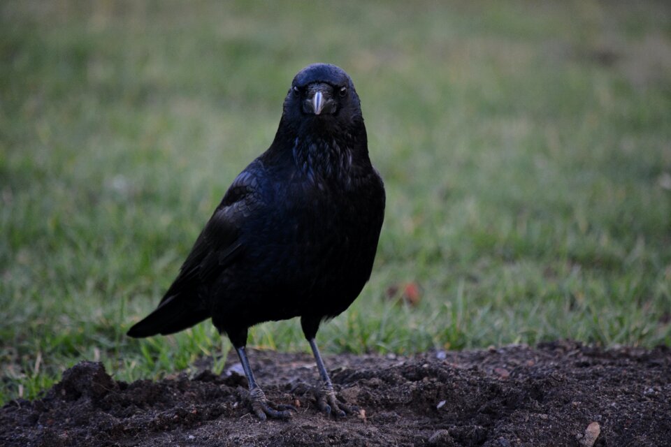 Raven hamburg city park