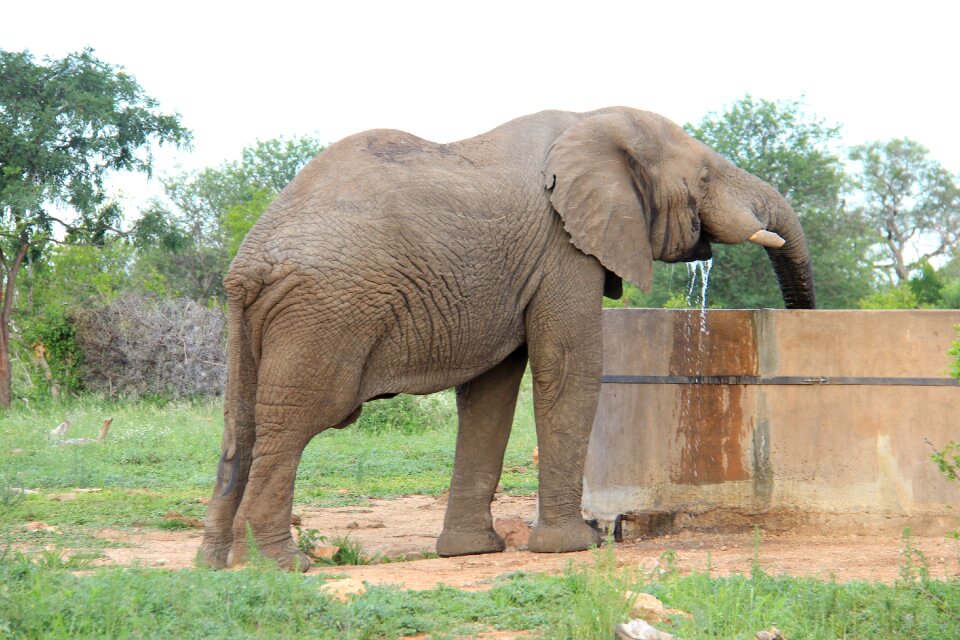 Elephant at the drink