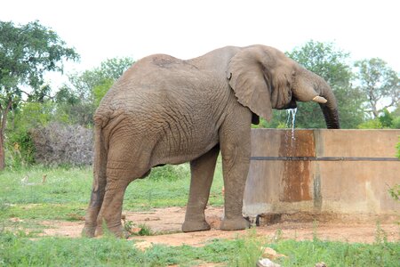 Elephant at the drink