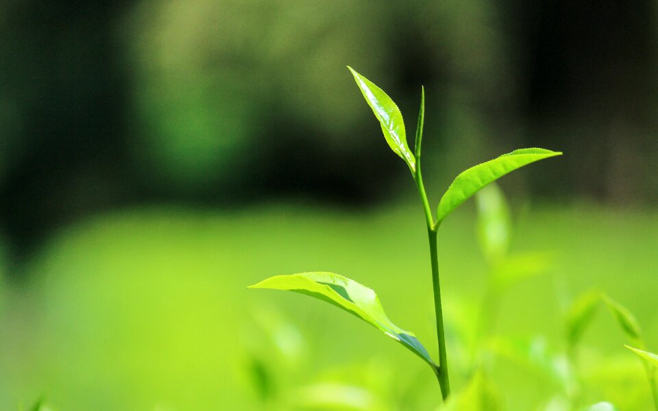 Tealeaves nature green
