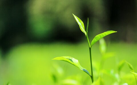 Tealeaves nature green