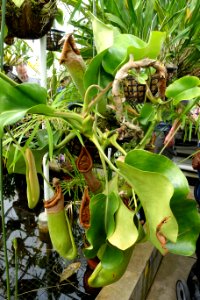 Nepenthes truncata - Lyman Plant House, Smith College - DSC02006