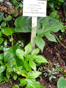 Nephthytis poissonii - Palmengarten Frankfurt - DSC01785