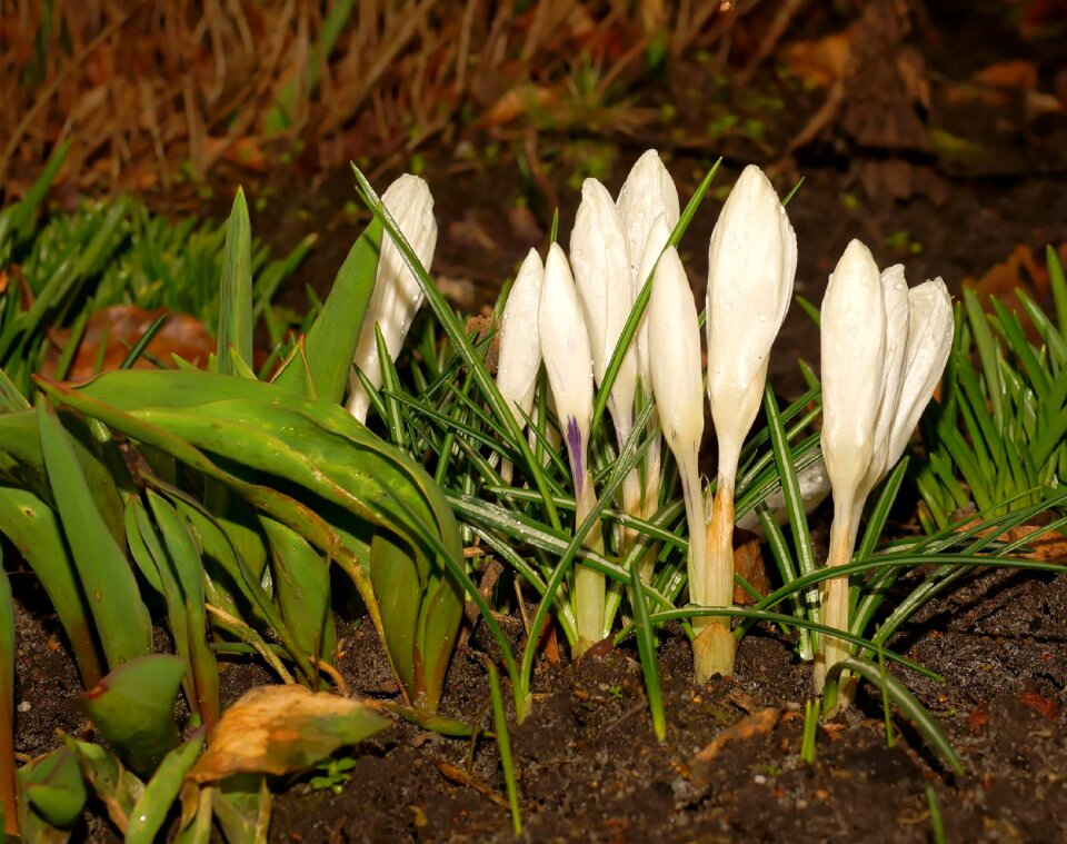 Spring flowers plant march