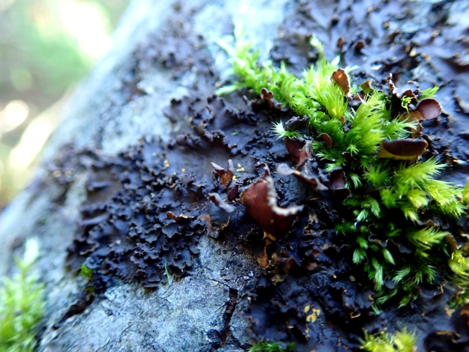 Nephroma laevigatum 99281409