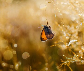 Dew drops brown nature