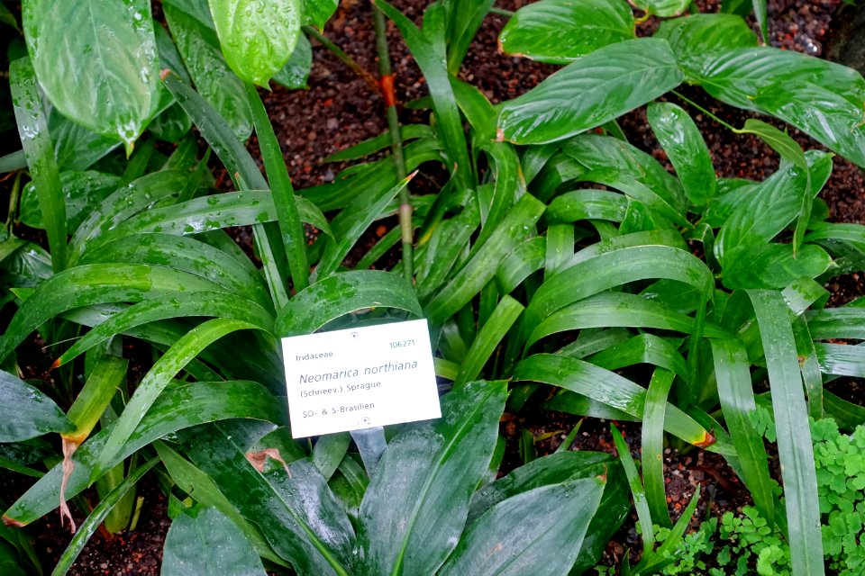 Neomarica northiana - Botanischer Garten - Heidelberg, Germany - DSC01169