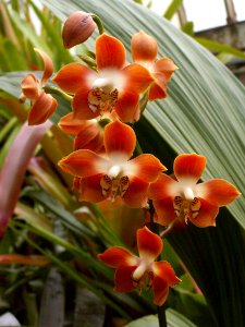 Neomoorea irrorata, 2020-03-11, Phipps Conservatory, 02