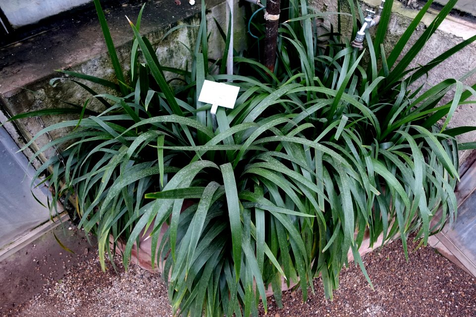 Neomarica northiana - Botanischer Garten - Heidelberg, Germany - DSC01294