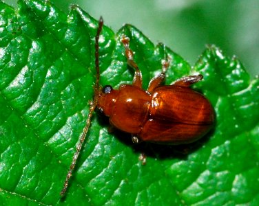 Neocrepidodera-ferruginea-01-fws