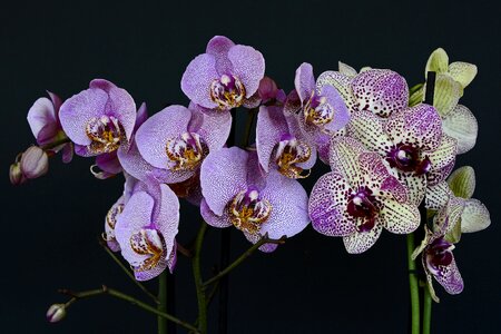 Bloom white violet orchid flower