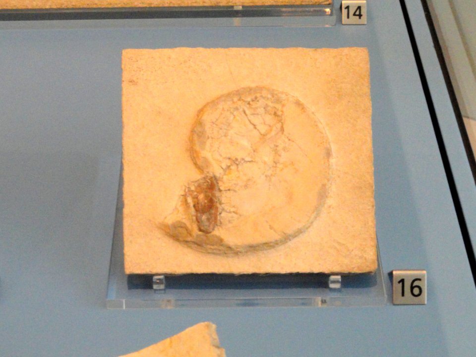 Neochetoceras steraspis - Royal Ontario Museum - DSC00004