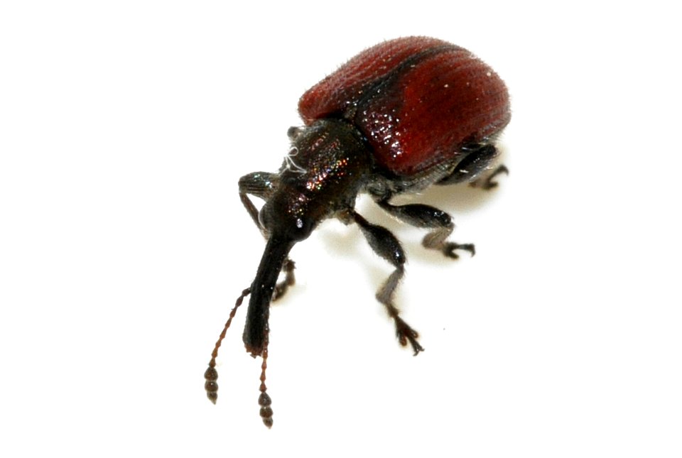 Neocoenorrhinus-aequatus-02-fws