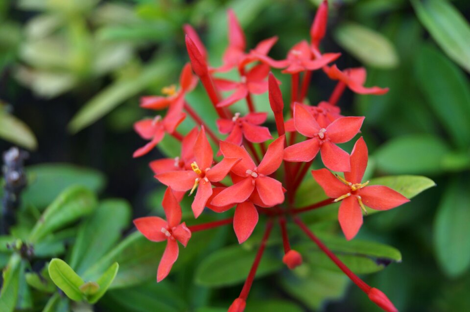 Plant color summer