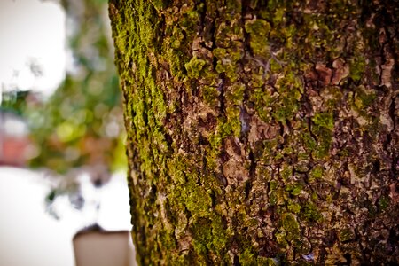 Shell wood tree