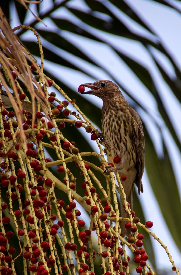 Striped brown beak