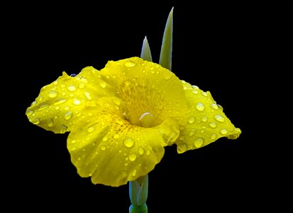 Lily fresh floral