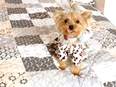 Pets small dog yorkshire terrier photo