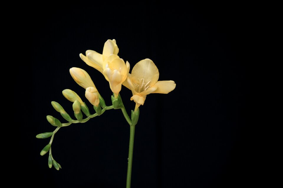 Yellow freesia tiresome schnittblume