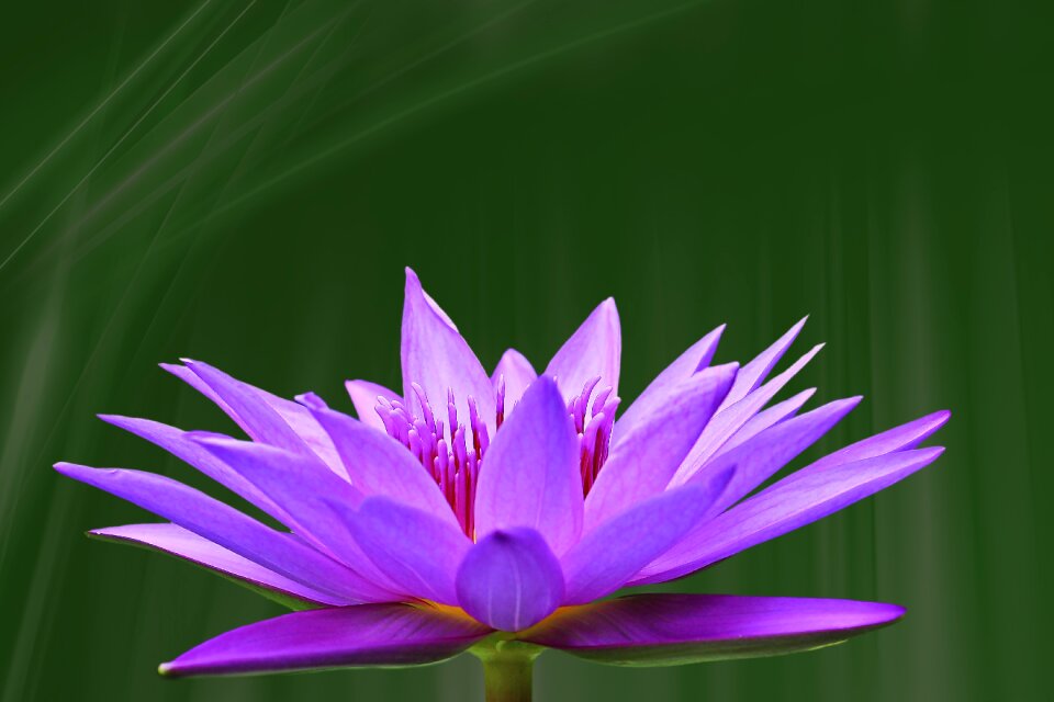 Blossom bloom pond plant