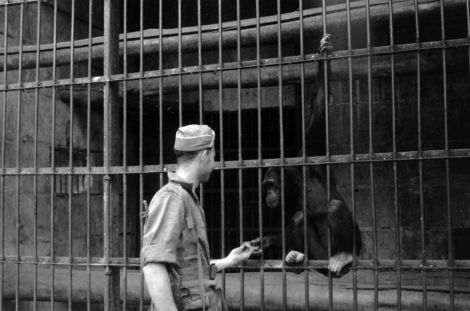 Nederlandse militair met een chimpansee in een dierentuin, Bestanddeelnr 2894