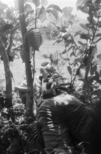 Nederlandse militair ligt verdekt in het struikgewas, Bestanddeelnr 463-6-2