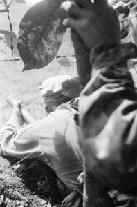 Nederlandse militair ligt verdekt in het struikgewas en houdt een PIAT vast, Bestanddeelnr 463-6-4
