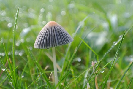 Grass nature dewdrops