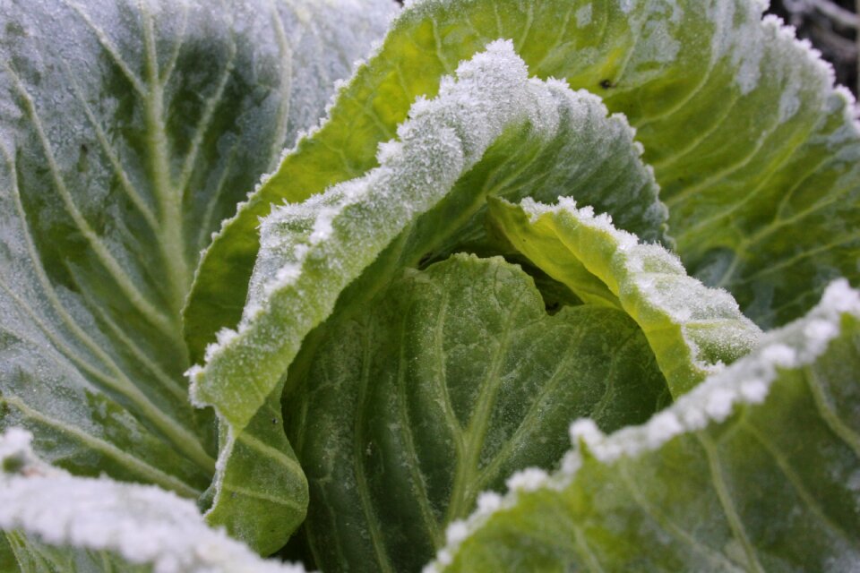 Cabbage greens blue